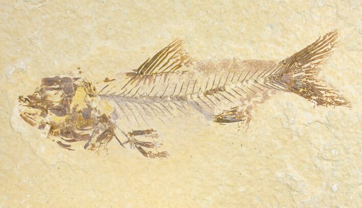 Rare Amphiplaga From Green River Formation - Wyoming #136733